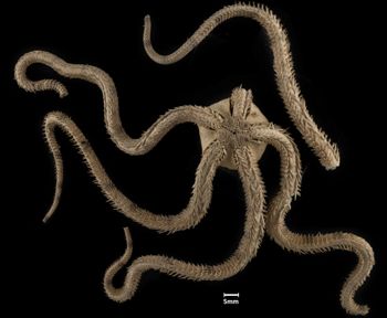 Media type: image;   Invertebrate Zoology OPH-148 Description: Bottom up view of single ophiuroid specimen with a scale bar.;  Aspect: ventral